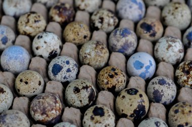 Bıldırcın yumurta beyaz zemin üzerine