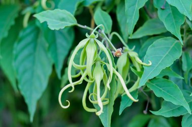 Bir dalda yeşil fasulye. Fasulyeler organik bir bahçede yetişiyor..