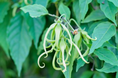 Bahçedeki bir ağacın yeşil yaprakları