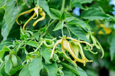 ylang-ylang ağacı, bilimsel olarak Cananga odorata olarak bilinir..