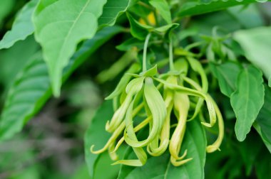 ylang-ylang ağacı, bilimsel olarak Cananga odorata olarak bilinir..