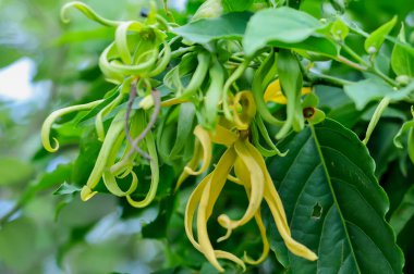 ylang-ylang ağacı, bilimsel olarak Cananga odorata olarak bilinir..