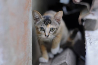 Küçük, tapılası bir yavru kedi portresi. Büyük yeşil gözleri var. Gölgelerde saklanırken doğrudan kameraya bakıyor..