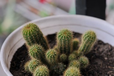 Karanlık toprakta yetişen, yumuşak, bulanık bir arka planı olan, küçük saksıda altın dikenli kaktüslerden oluşan bir kümenin yakın çekimi..