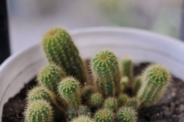 Karanlık toprakta yetişen, yumuşak, bulanık bir arka planı olan, küçük saksıda altın dikenli kaktüslerden oluşan bir kümenin yakın çekimi..