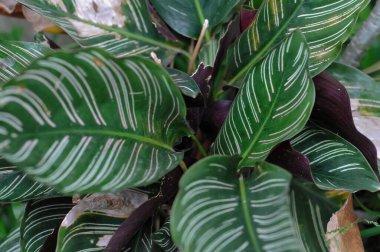 Canlı Calathea Ornata 'nın (İnce çizgili Calathea) yakın plan beyaz çizgileri ve tropikal bir bahçede derin mor alt kısımları vardır.