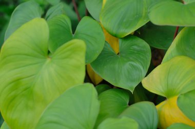 Yürek şeklindeki yeşil yaprakların (Homalomena rubescens) yemyeşil, nemli ve yemyeşil bir bahçede sarı varyasyonla yakın çekimi