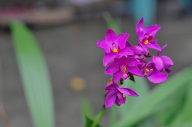 Narin bir Spatthoglottis kümesi. Canlı mor ve mor renkte orkide çiçekleri. Tropik bir bahçede yumuşak, bulanık bir arkaplan üzerine kurulmuş.