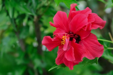 Parlak pembe bir çift amberçiçeği (Hibiscus rosa-sinensis), tropik bir bahçedeki bulanık yeşil yaprakların arasında canlı bir şekilde çiçek açar..