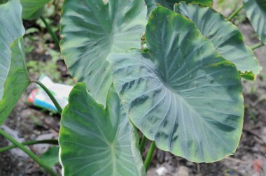 yeşil muz yaprağı doğa bahçesinde