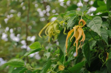 Bahçedeki sarı çiçek