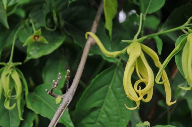 Yeşil yapraklı bir dalın üzerindeki sarı kokulu Ylang-Ylang çiçeği, genellikle gerekli yağlar ve parfümler için kullanılır..