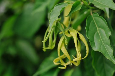 Yakın - bitkinin yeşil yaprakları