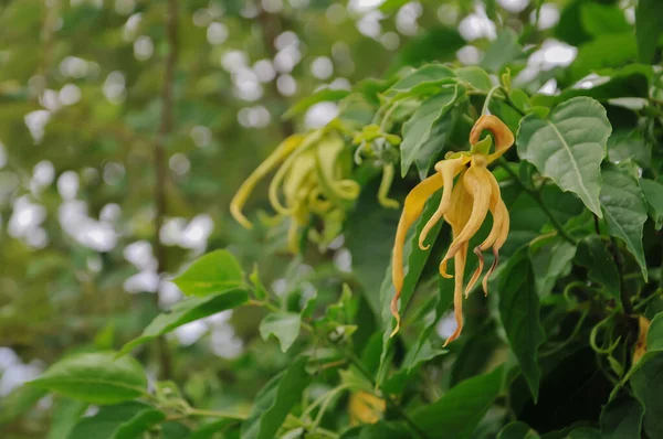 Bahçedeki sarı çiçek