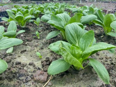 Genellikle salatalarda kullanılan yeşil yapraklı bir sebzedir..