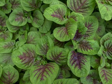 çiftlikte yetişen organik yeşil fesleğen