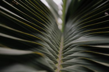 Tropikal yaprak, bitki örtüsü