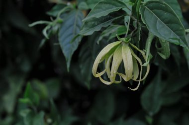 Bahçedeki güzel çiçekler