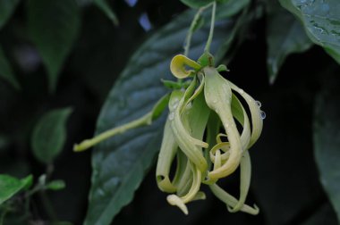 Taze sarı ylang ylang çiçekleri ve yeşil yapraklı bir ağaç dalından sarkan çiy damlaları..