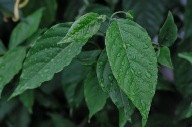 Yağmurdan sonra çiğ yeşil yapraklar.