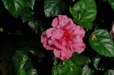 Bahçedeki güzel çiçekler