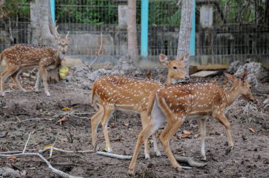 chital (Axis axis), benekli geyik olarak da bilinir..