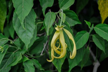 Bahçedeki sarı çiçekler