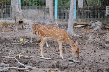 chital (Axis axis), benekli geyik olarak da bilinir..
