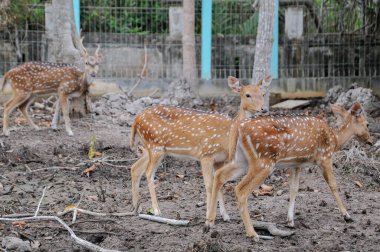 chital (Axis axis), benekli geyik olarak da bilinir..