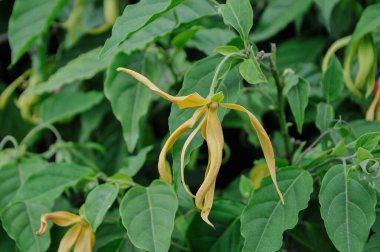 Doğadaki bitkinin güzel çiçekleri