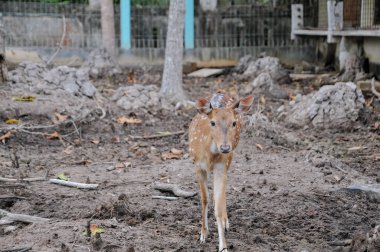 Ormandaki vahşi geyik.
