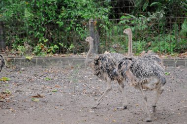 Hayvanat bahçesinde doğa geçmişi olan bir devekuşu.