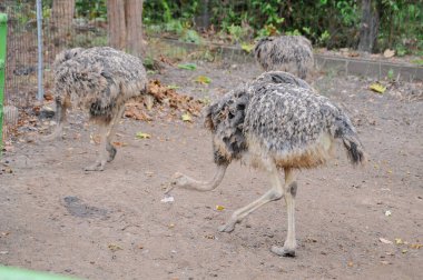 Hayvanat bahçesinde doğa geçmişi olan bir devekuşu.