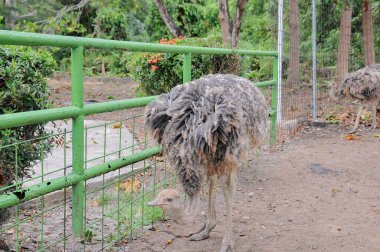 Hayvanat bahçesinde doğa geçmişi olan bir devekuşu.