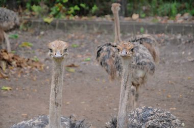 Hayvanat bahçesinde doğa geçmişi olan bir devekuşu.
