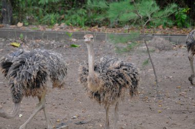 Hayvanat bahçesinde doğa geçmişi olan bir devekuşu.