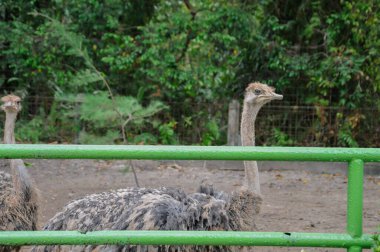 Hayvanat bahçesinde doğa geçmişi olan bir devekuşu.
