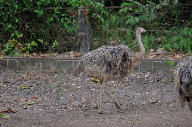 Hayvanat bahçesinde doğa geçmişi olan bir devekuşu.