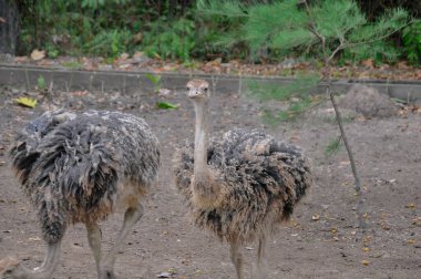 Hayvanat bahçesinde doğa geçmişi olan bir devekuşu.