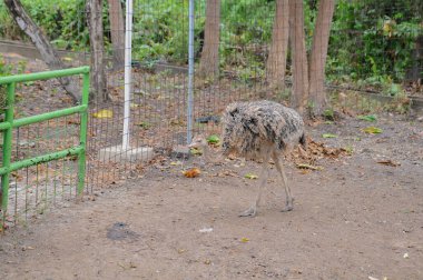Hayvanat bahçesinde doğa geçmişi olan bir devekuşu.