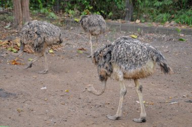 Hayvanat bahçesinde doğa geçmişi olan bir devekuşu.