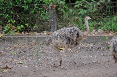 Hayvanat bahçesinde doğa geçmişi olan bir devekuşu.