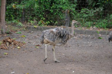 Hayvanat bahçesinde doğa geçmişi olan bir devekuşu.