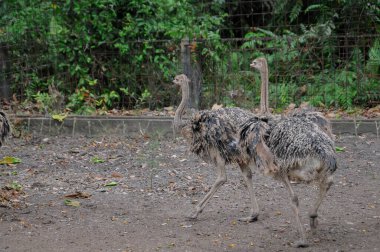 Hayvanat bahçesinde doğa geçmişi olan bir devekuşu.