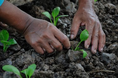 Çiftçilerin elleri verimli topraklara tohum ekiyor.