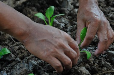 Çiftçilerin elleri verimli topraklara tohum ekiyor.