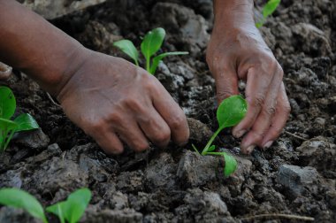 Çiftçilerin elleri verimli topraklara tohum ekiyor.