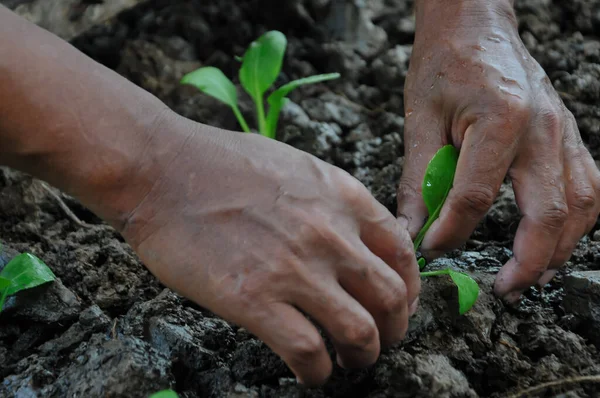 Çiftçilerin elleri verimli topraklara tohum ekiyor.