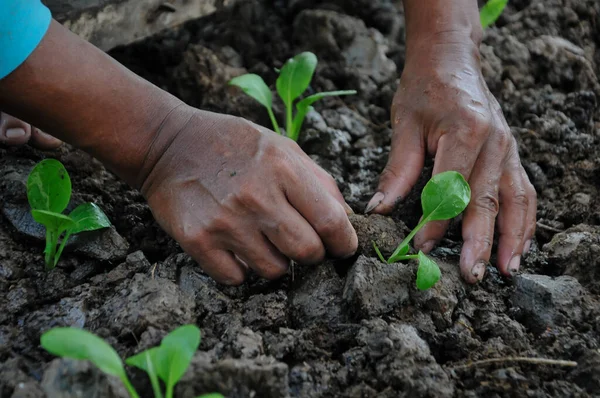 Çiftçilerin elleri verimli topraklara tohum ekiyor.
