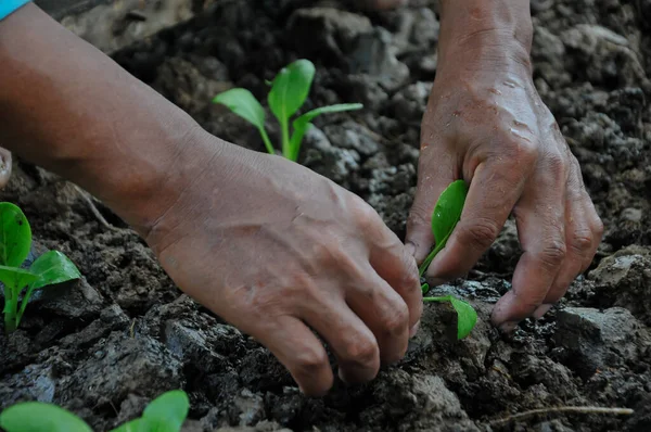 Çiftçilerin elleri verimli topraklara tohum ekiyor.